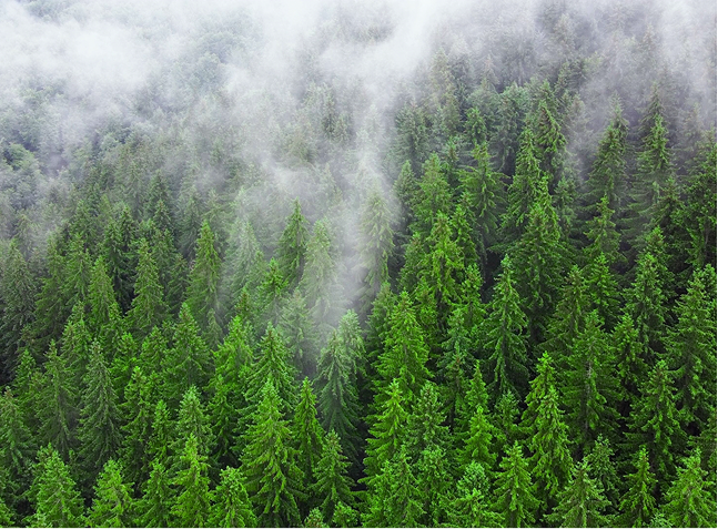 forest with smoke